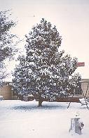 magnolia in snow.jpg (7854 bytes)